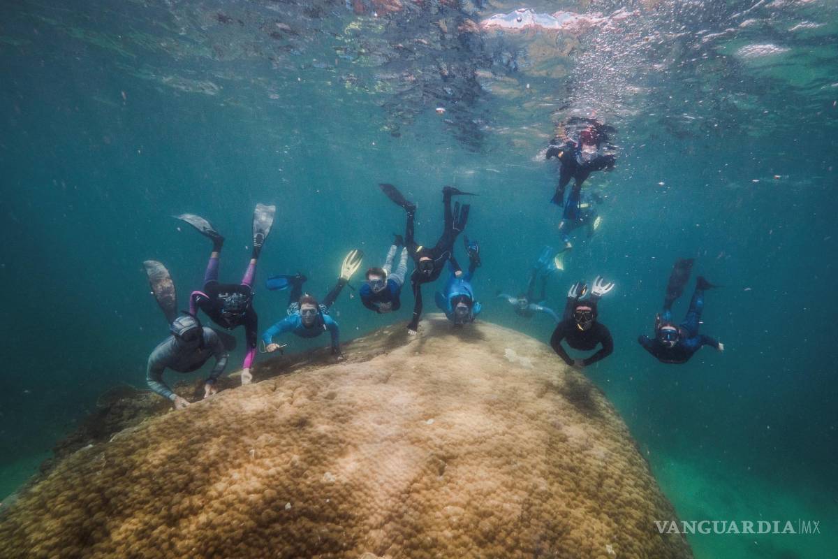 Submarinistas descubren un enorme coral de 400 años en la Gran Barrera australiana