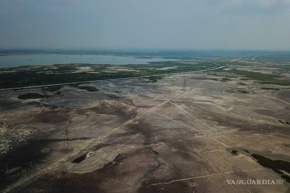 200 mil aves de 250 especies en riesgo por el NAIM: especialistas