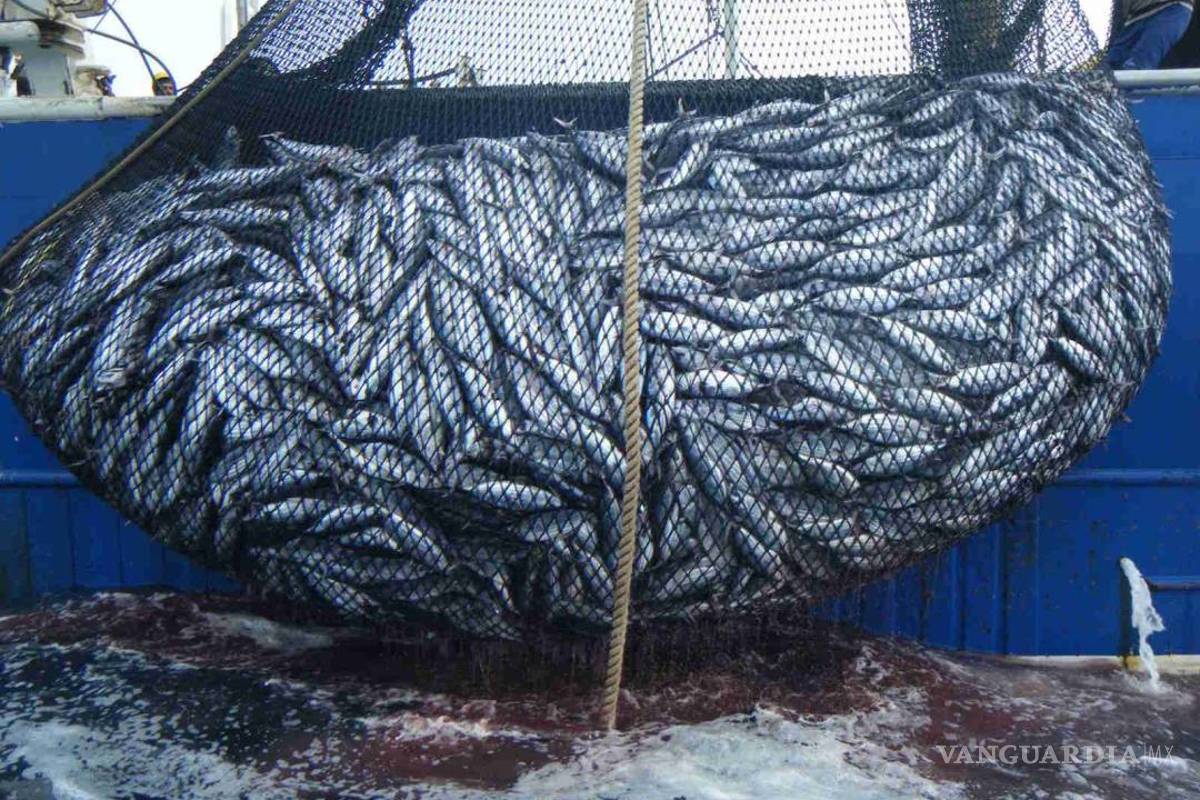 Gana México a EU disputa por etiquetado del atún