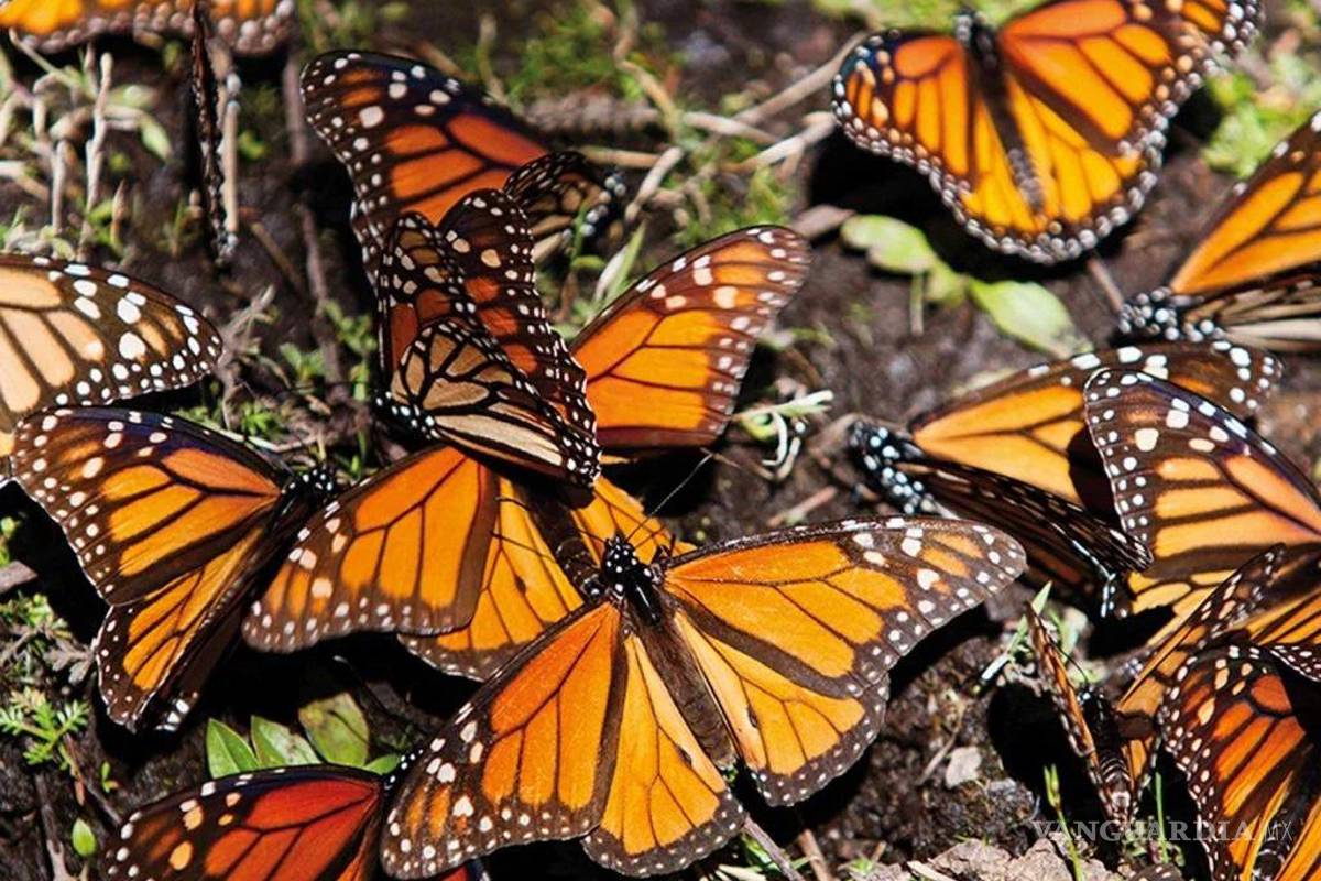 Menos mariposas monarca invernan en México