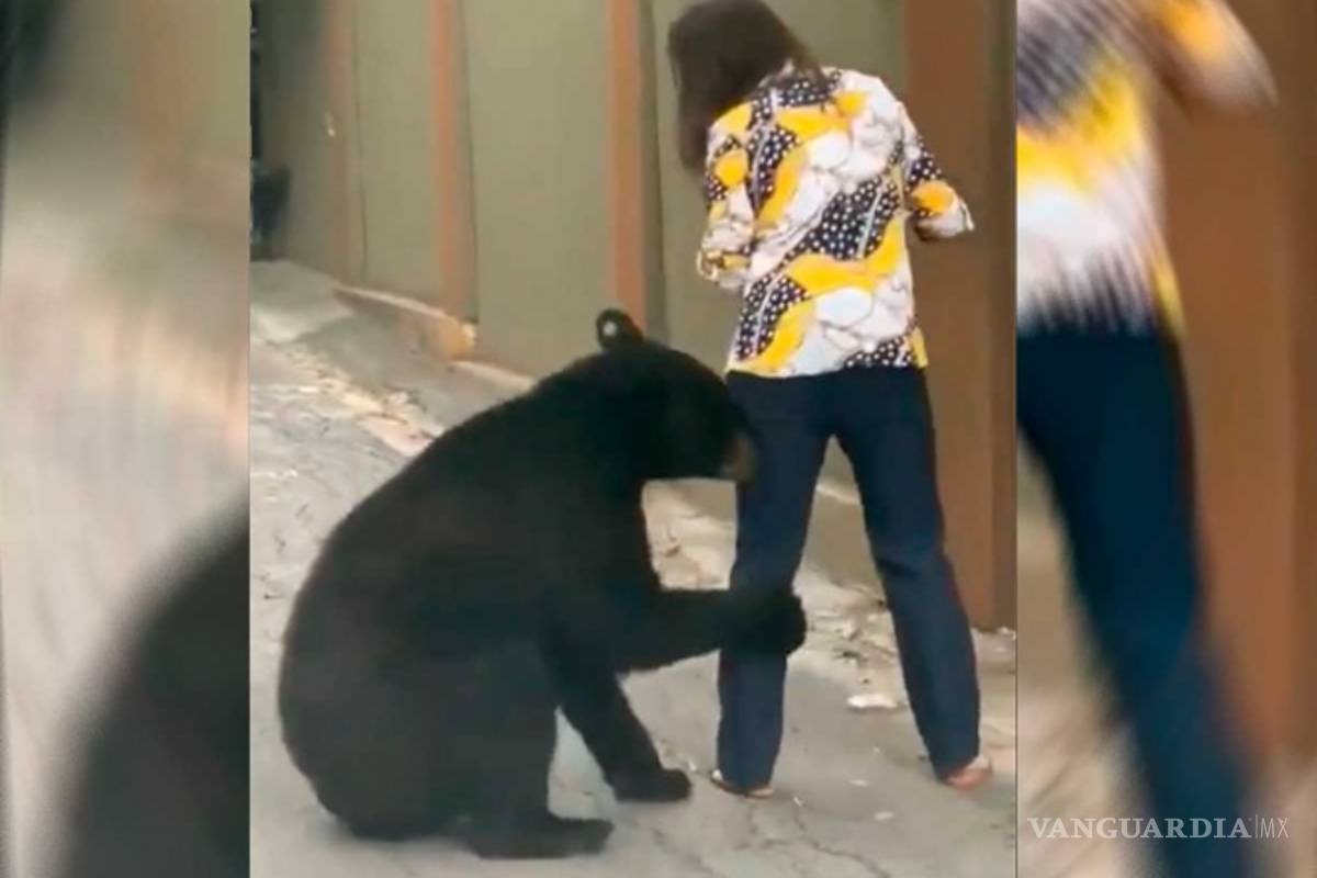 Ahora en Nuevo León, oso agarra pierna de joven en plena calle (video)