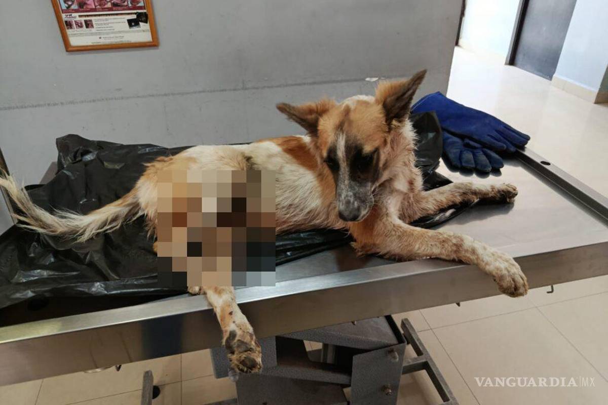 Rescatan a perro con fracturas tras caída de seis metros en zona ferroviaria, en Fronteres