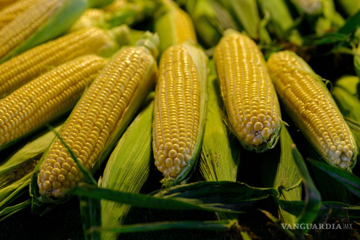 Patria: tu superficie era el maíz