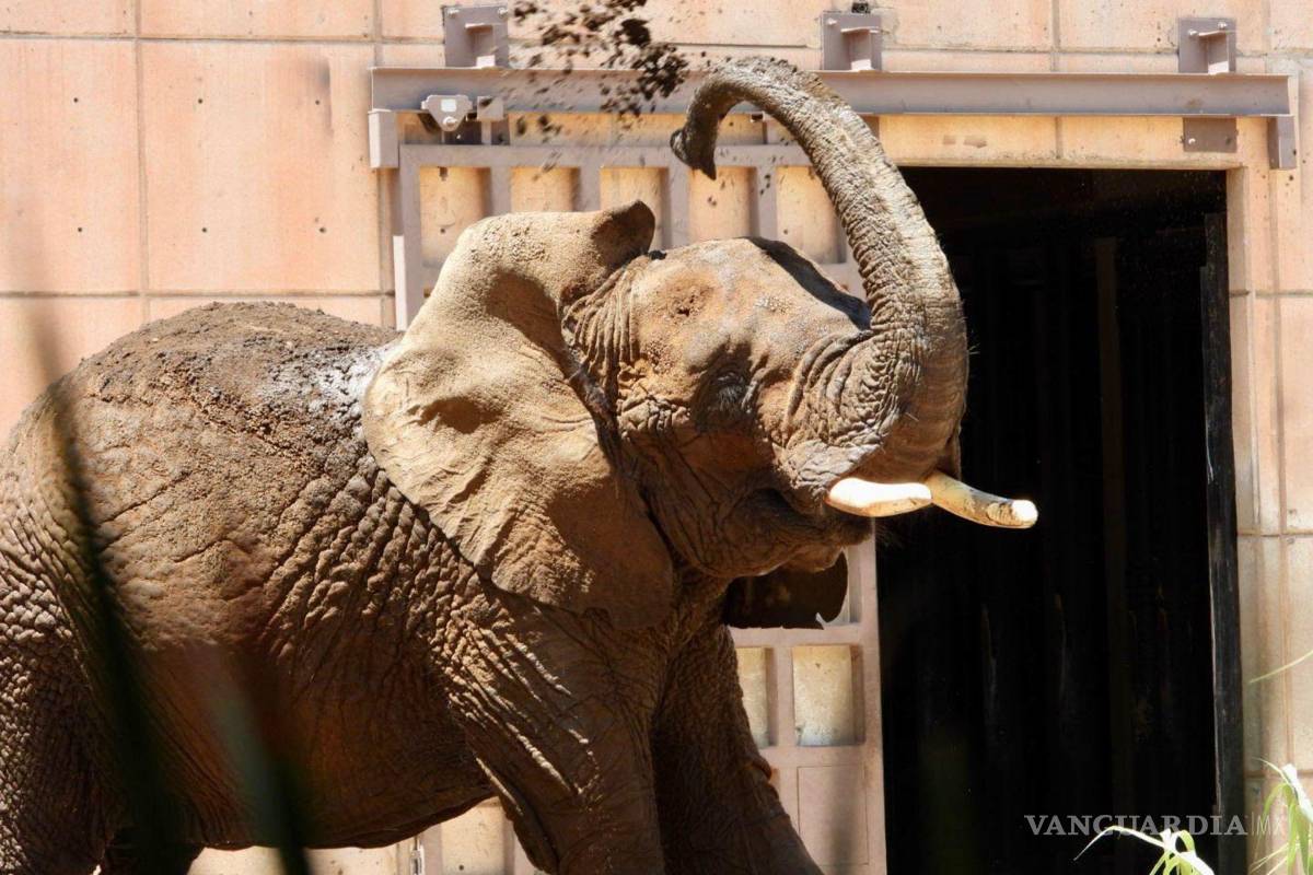 SCJN ratifica amparo a elefanta ‘Ely’: deben garantizar su bienestar y protección