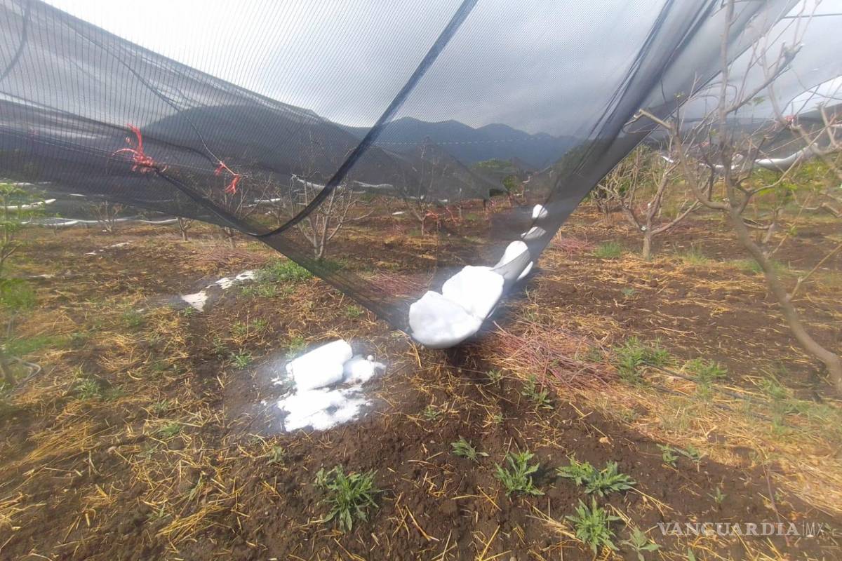Helada tardía traerá afectaciones para el cultivo de manzana en Arteaga