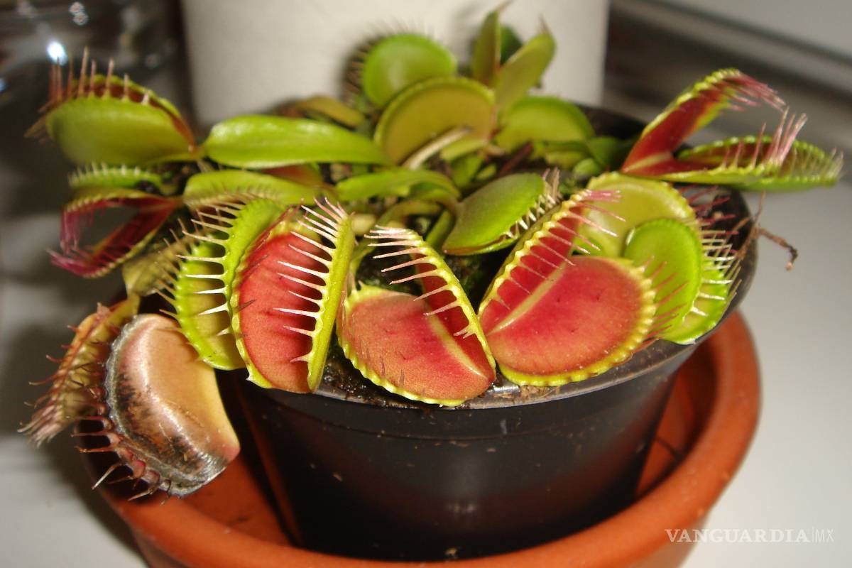 Las plantas carnívoras utilizan las matemáticas para cazar a sus presas