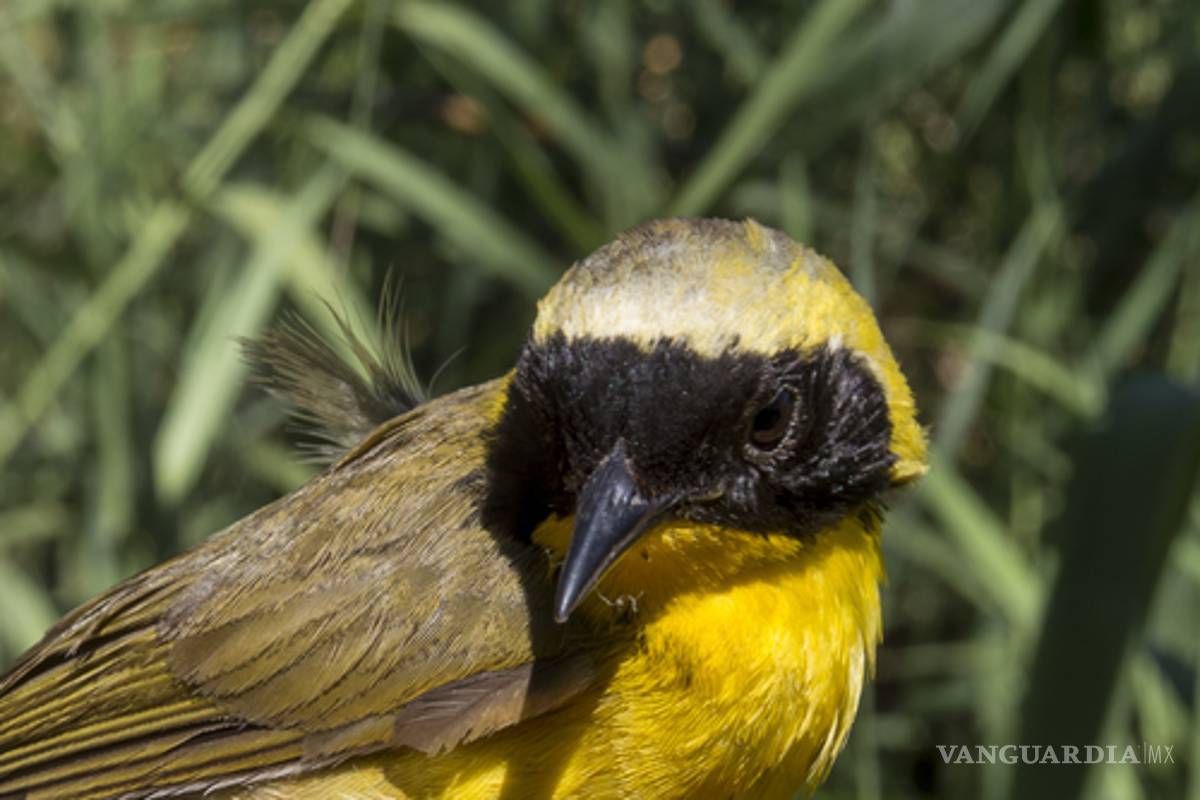 Mascarita Peninsular, ave endémica mexicana, en peligro de extinción