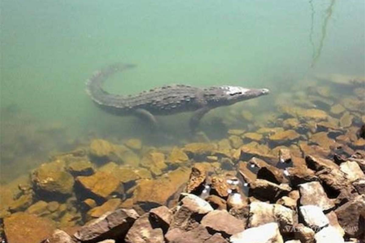 Cocodrilo atacó a un pescador en Tomatlán
