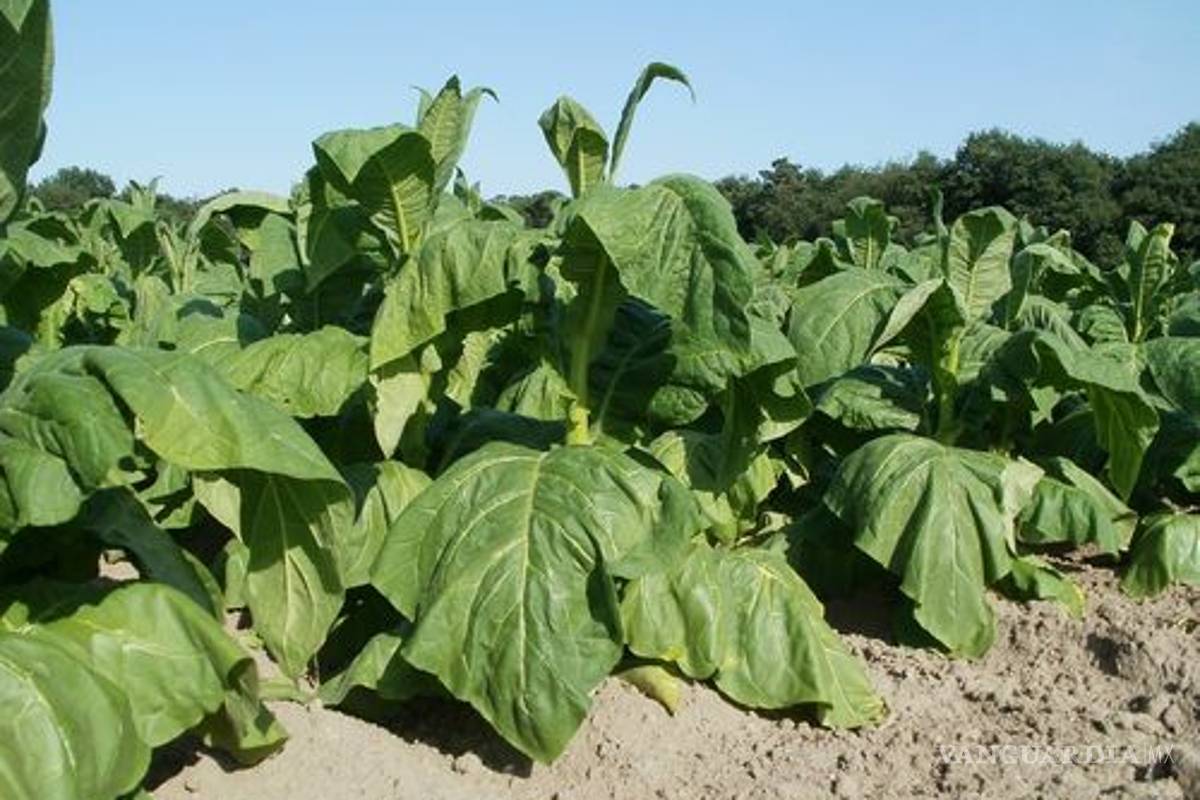 Producción de vacunas en plantas con tecnología segura y bajo costo