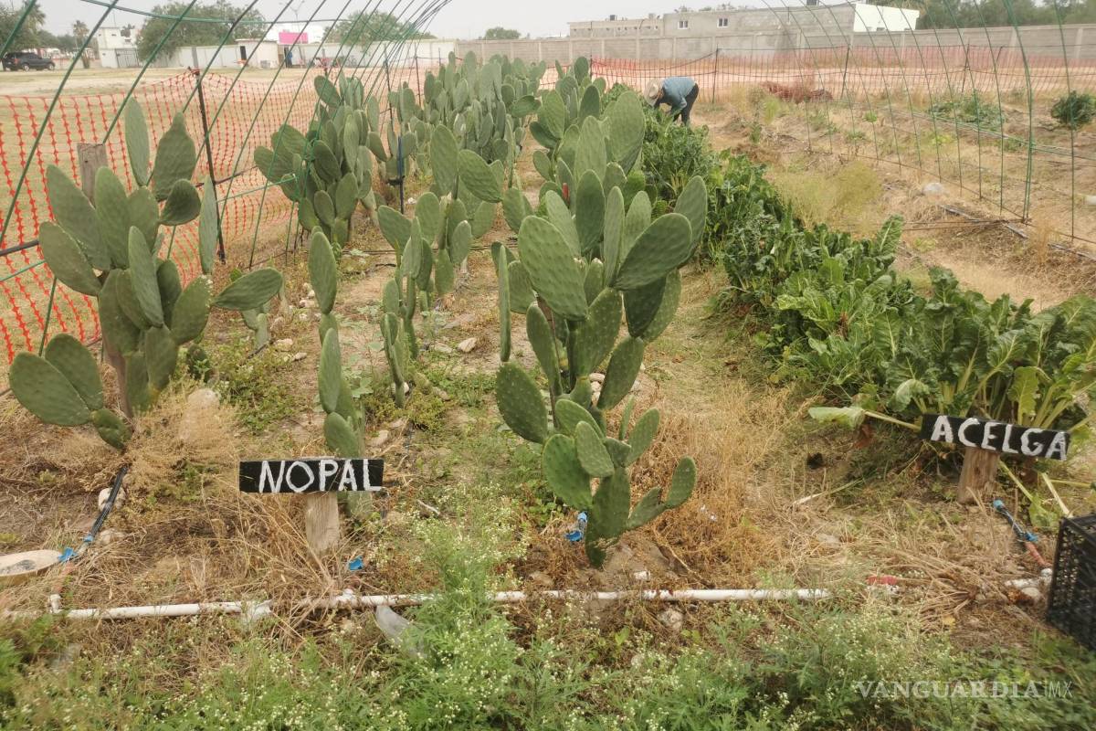 Acuña: Logra buena cosecha de acelga huerto municipal; dan manojos a quien lo solicite