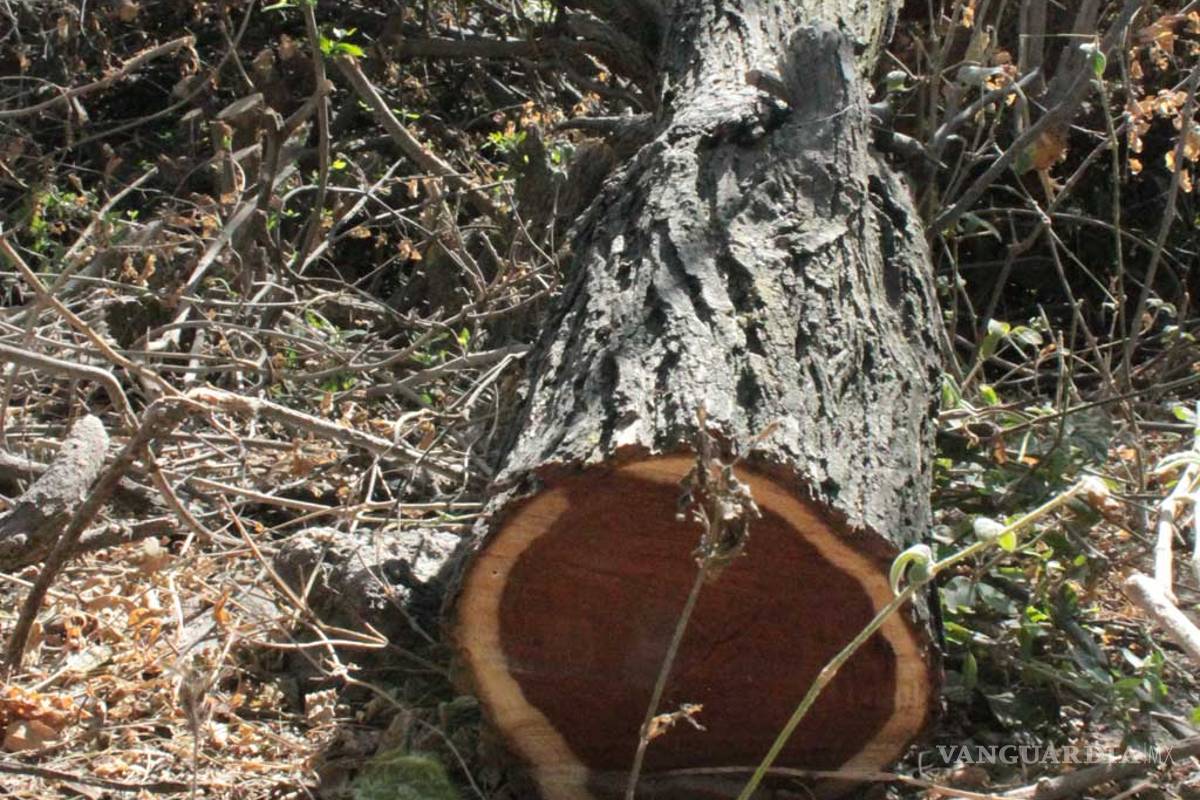 Sin regulación tala de mezquite para leña en el norte de Coahuila