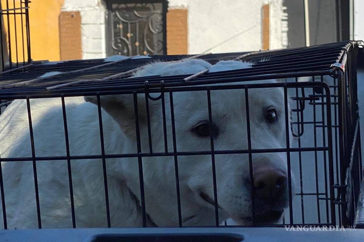 Rescatan a perrita de fallecer en negocio de Saltillo; intentó saltar del techo