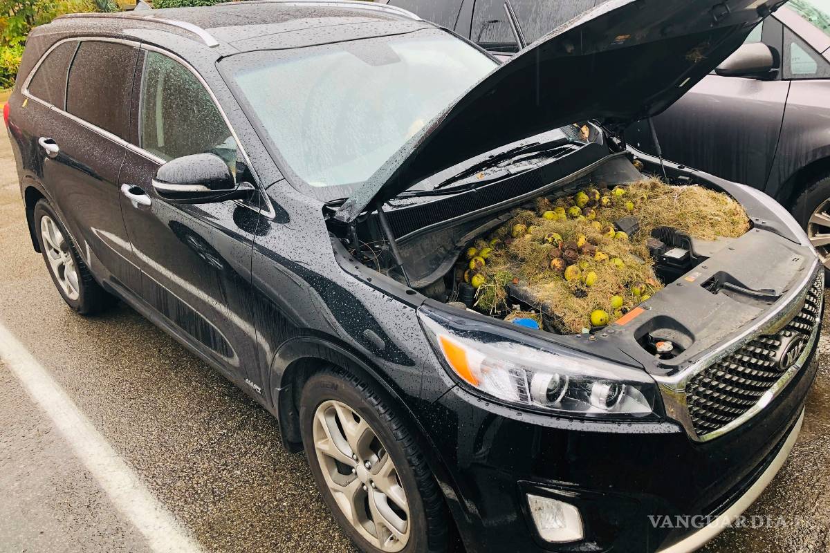 Ardillas esconden su botín de más de 200 nueces en el motor de una camioneta