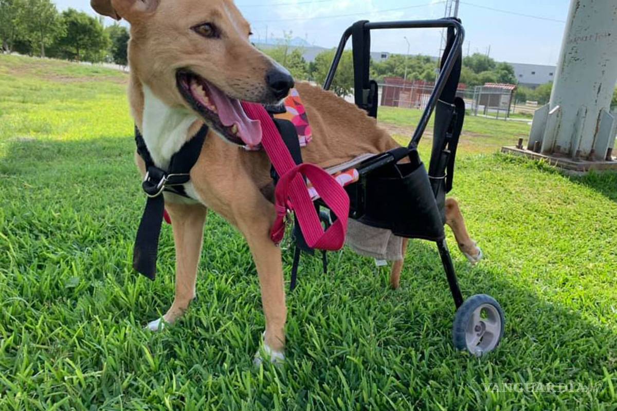 ​¡Vacaciones con mi mascota!