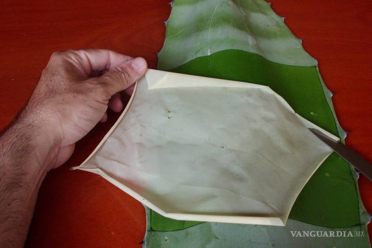 A partir de agave, crean biopiel para tratar quemaduras