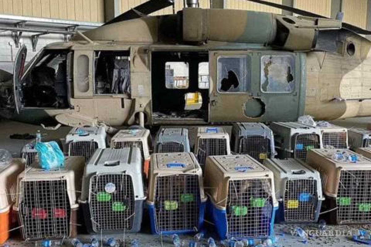 Operación Hércules: rescate de perros del ejército estadounidenses en Afganistán