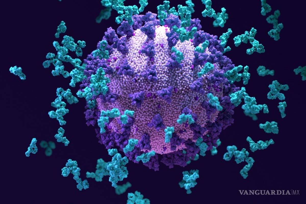 Descubren ‘superanticuerpo’ capaz de combatir múltiples coronavirus incluido el COVID-19