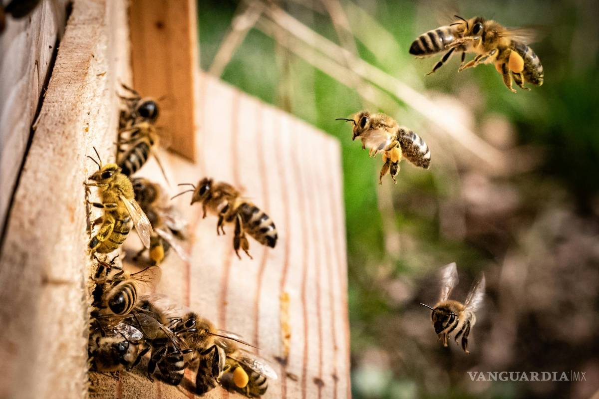 Grave, hombre que sufrió más de 350 picaduras de abejas en Castaños, Coahuila