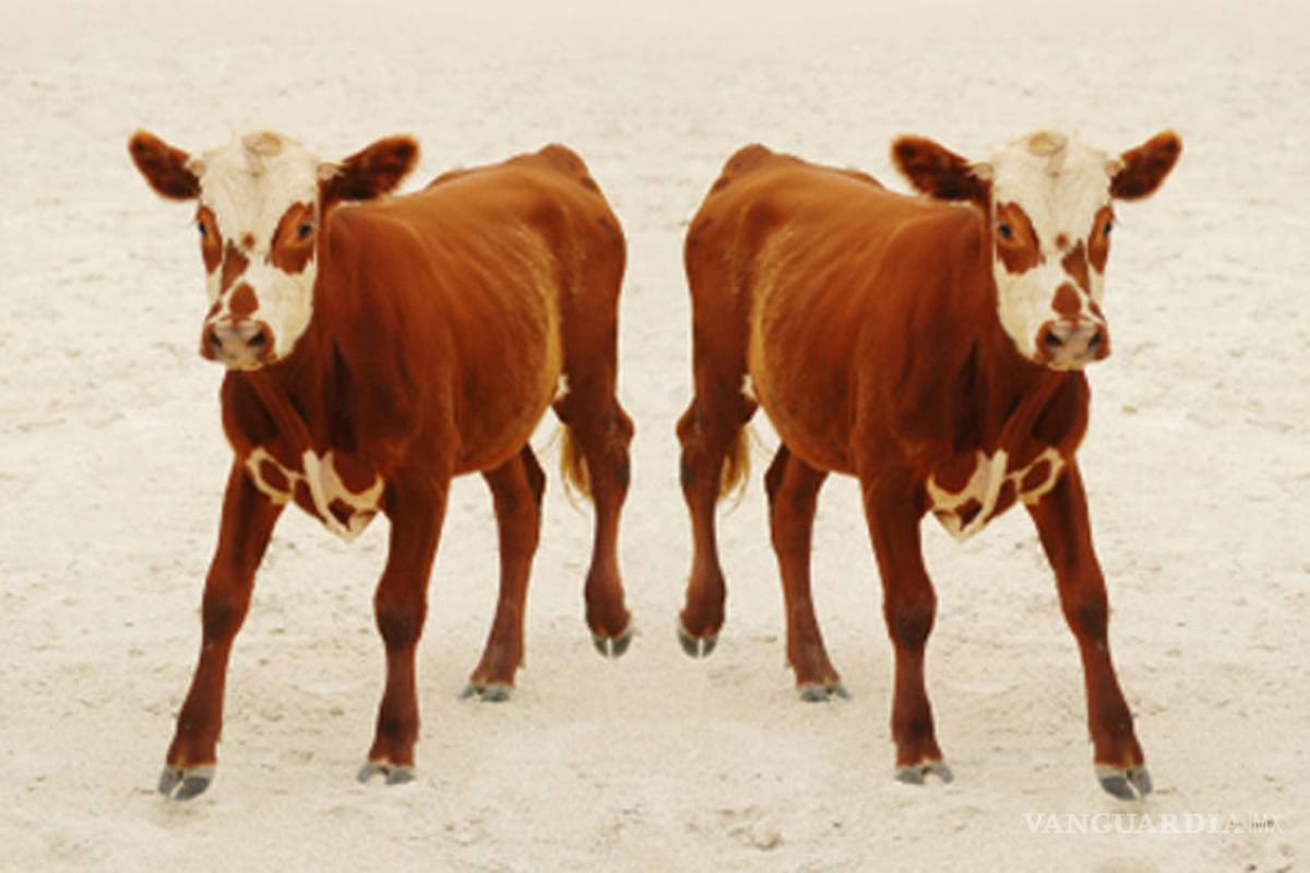 China construye una fábrica para clonar animales