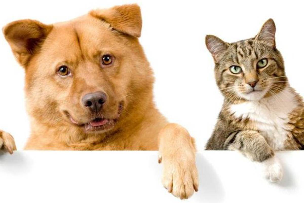 Lo que te cuesta mantener más: ¿perro o gato?