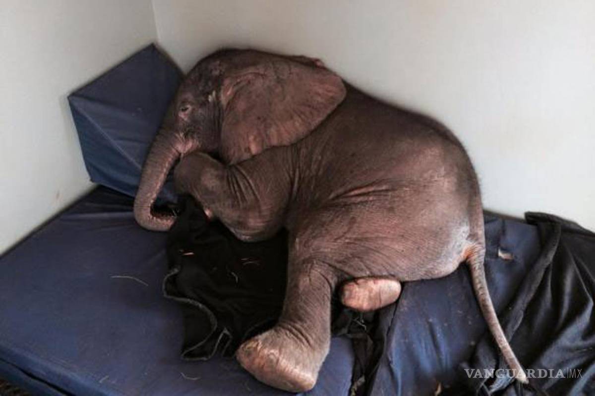 Bebé elefante iba a morir, pero sobrevivió milagrosamente