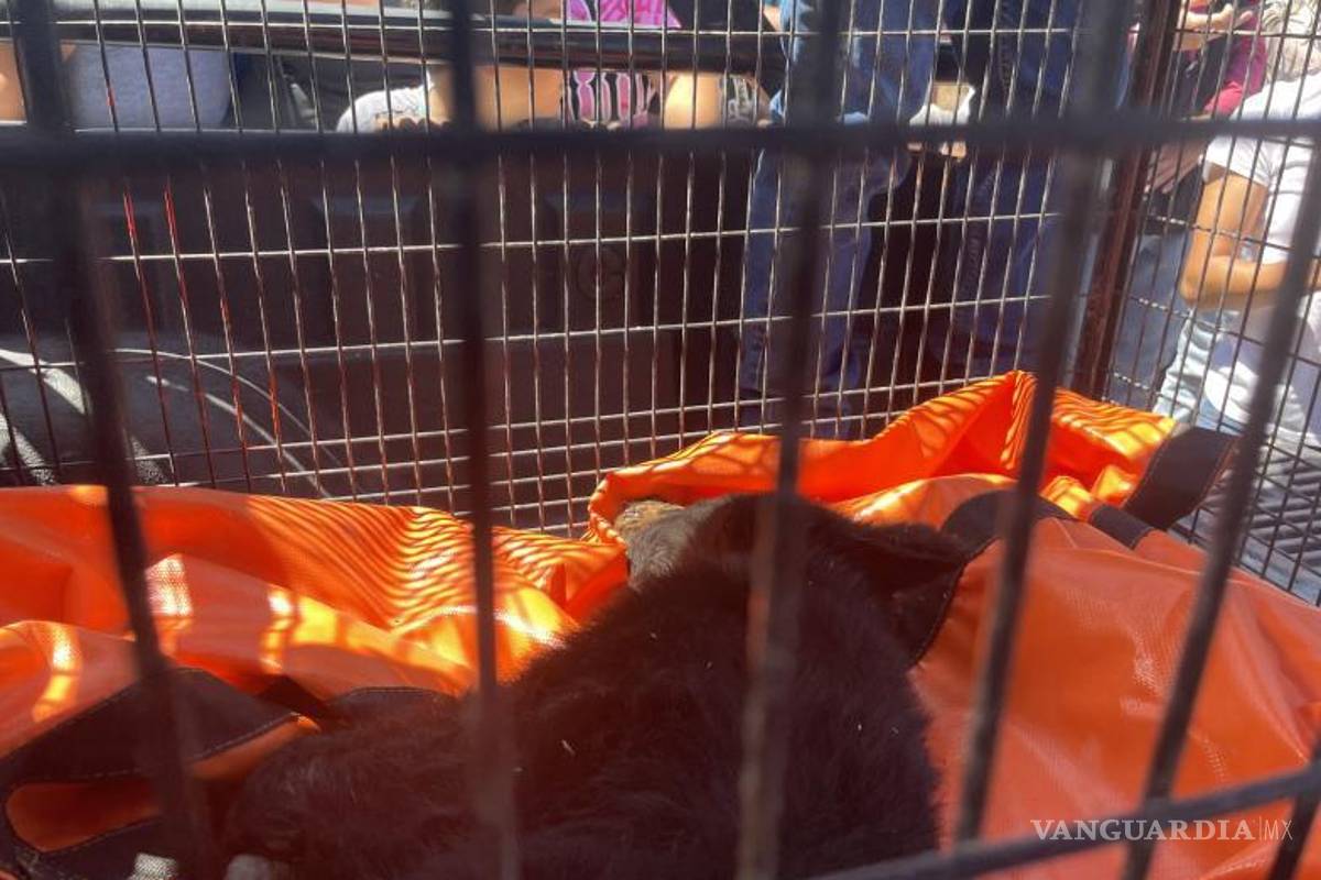 $!El osezno, de aproximadamente 10 kilogramos, se relaja en su jaula tras ser anestesiado y asegurado por las autoridades ambientales.