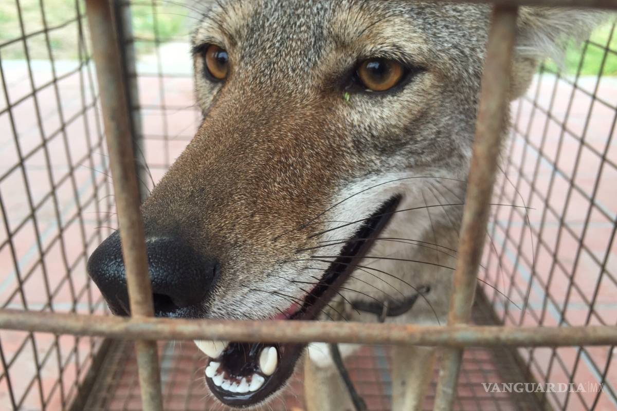 Profepa rescata a Coyote en estado crítico en Saltillo