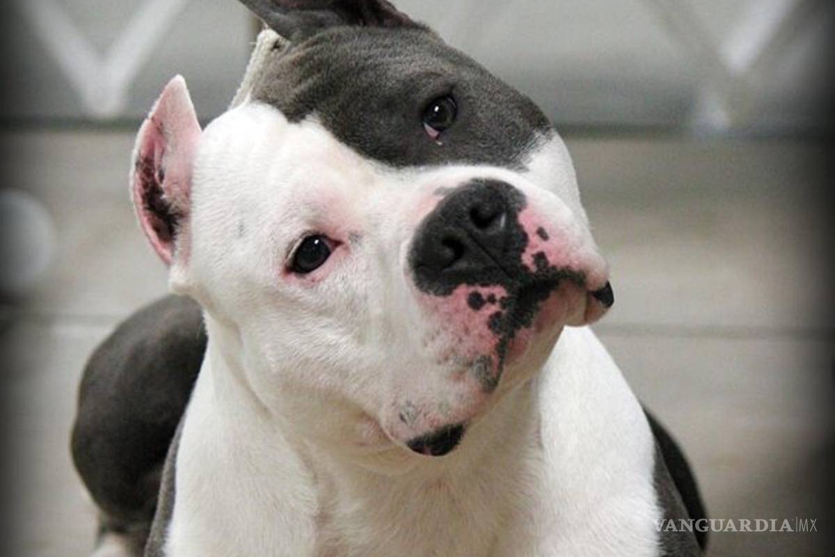 Mujer asesina a su esposo y se lo da de comer a su perro