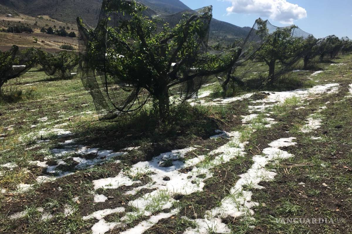 Sorpresiva granizada afecta 90 por ciento de manzanos en Mesa de las Tablas de Arteaga