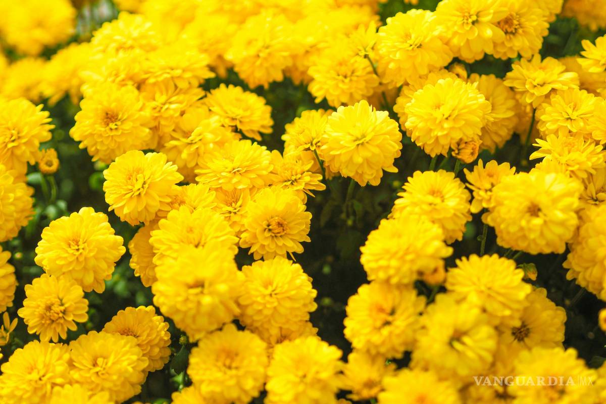 $!¿Por qué se regalan flores amarillas el 21 de septiembre?
