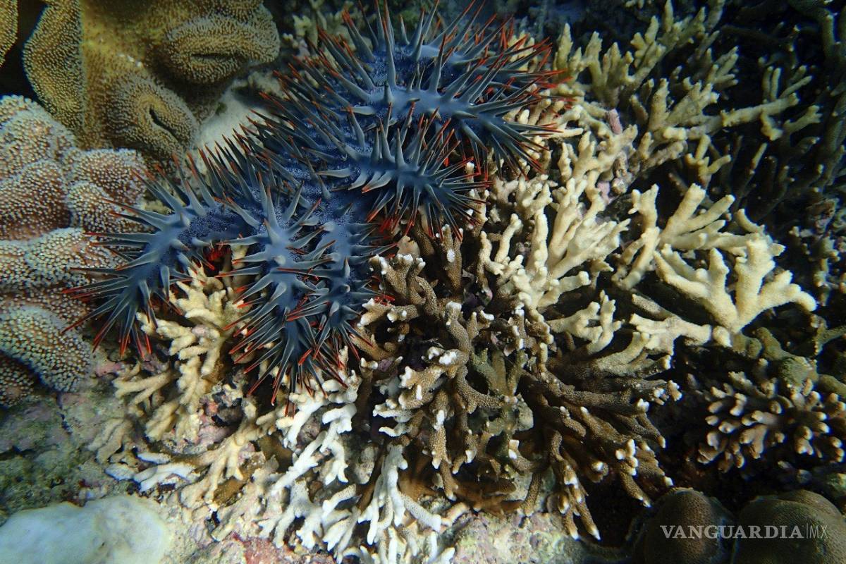 Corona de espinas, la estrella de mar depredadora de corales