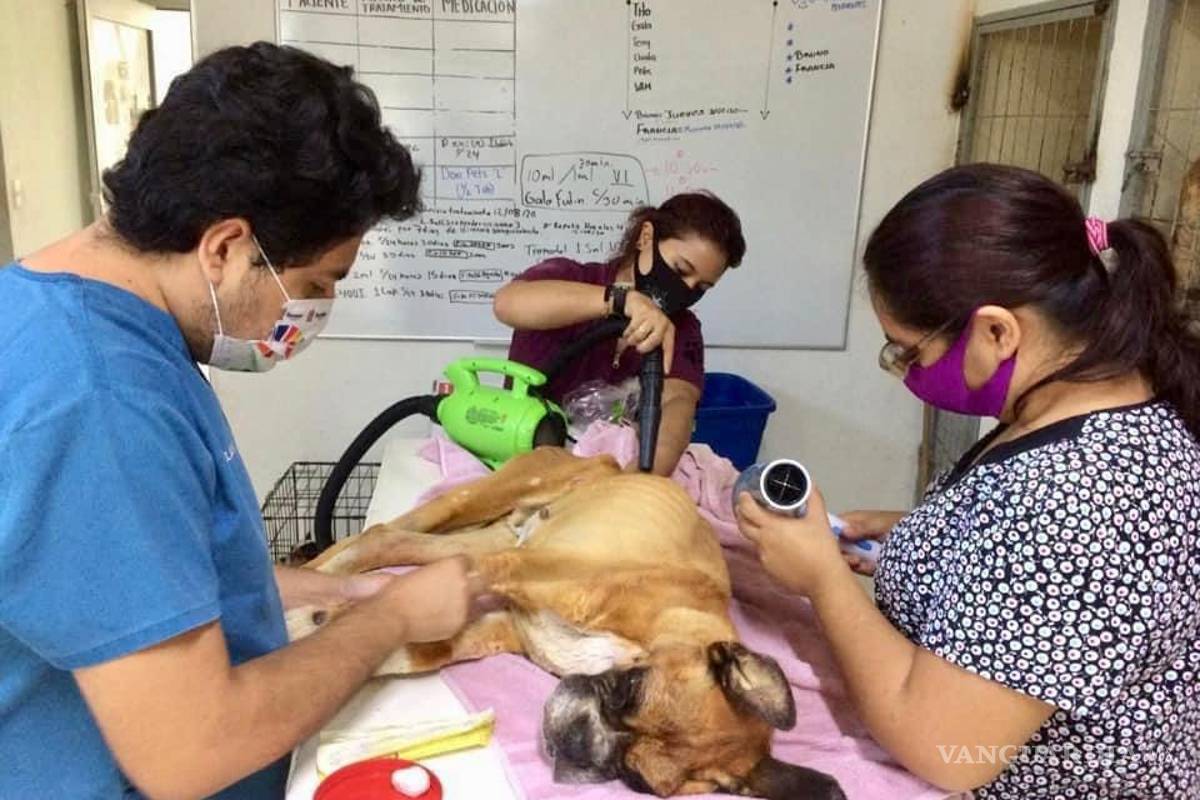 $!Llevan a juicio a dueños de perro maltratado en NL; el primero en el país