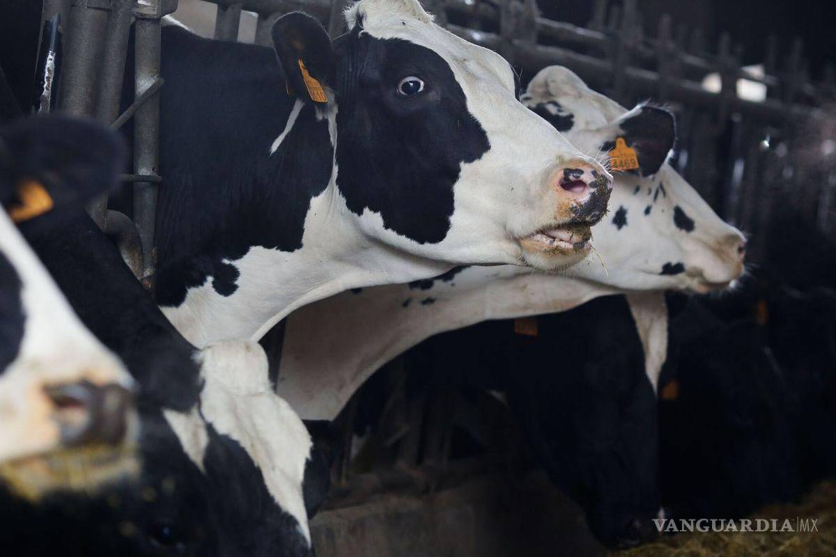 Se detectó virus de gripe aviar en leche de vacas infectadas en EU: OMS