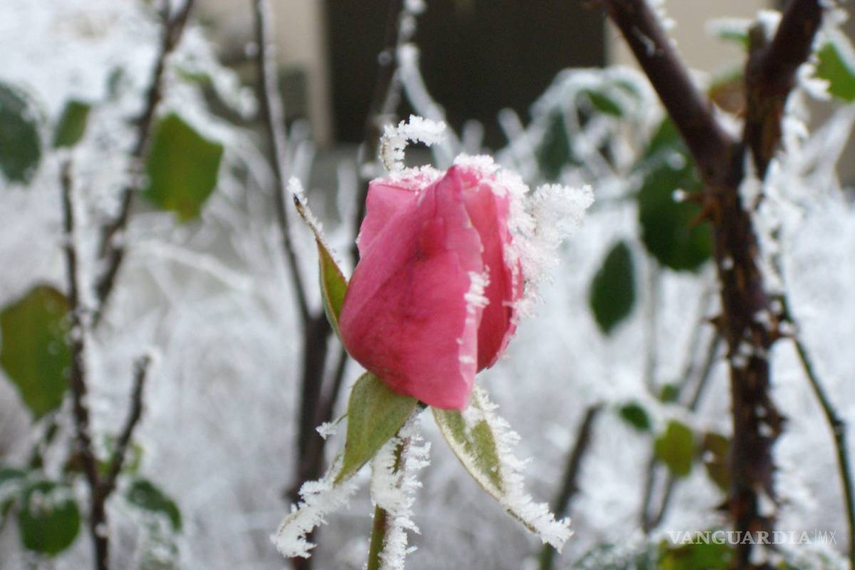 Descartan helada negra para esta semana en La Laguna