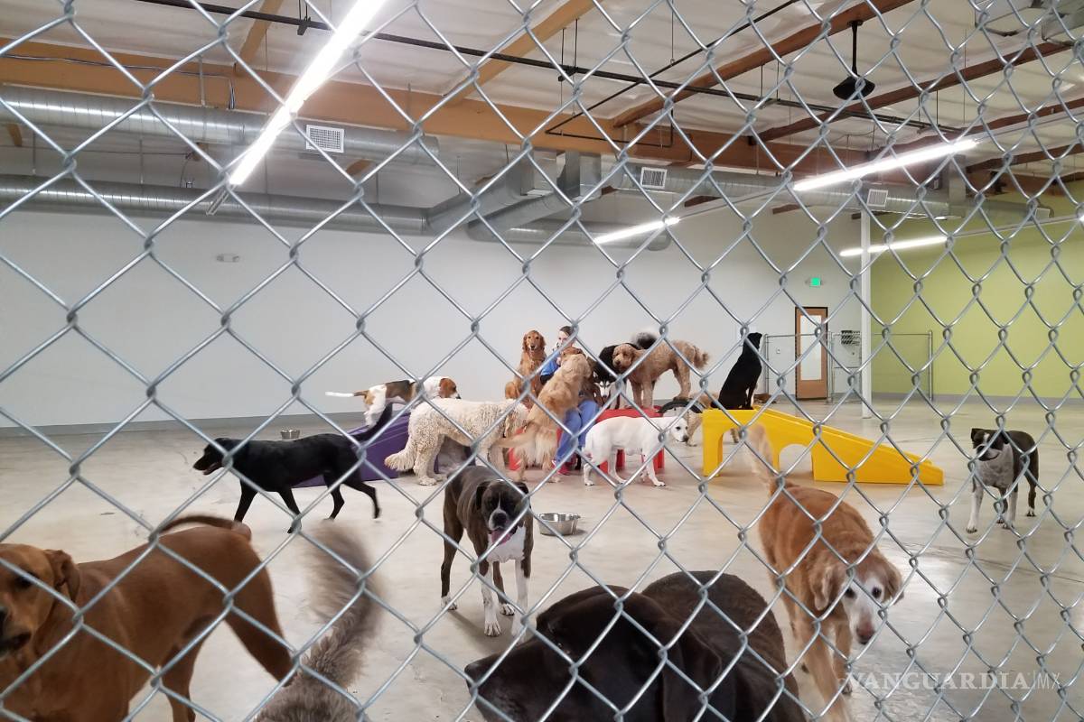 $!Max, el perro Pitbull que atacó a Iker, estará rehabilitado en tres meses: actor Raúl Julia