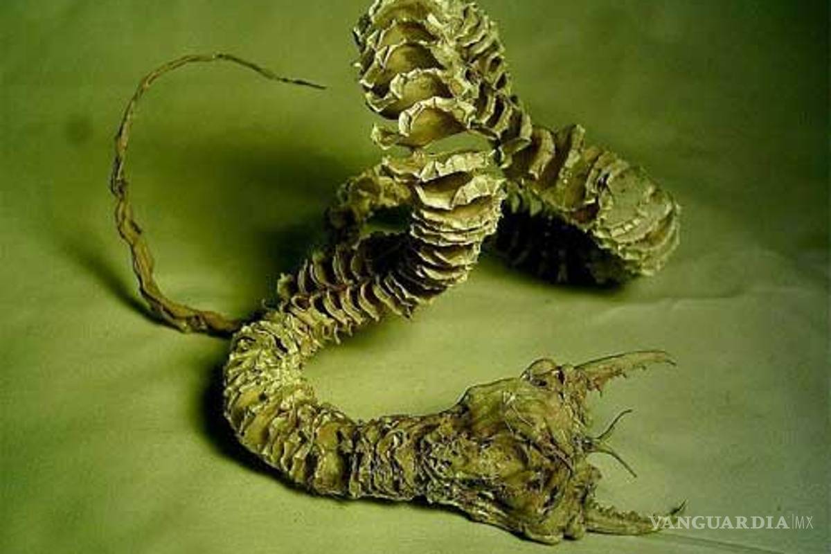 ¡Cuidado! 10 monstruos "reales" que habitan en la Tierra