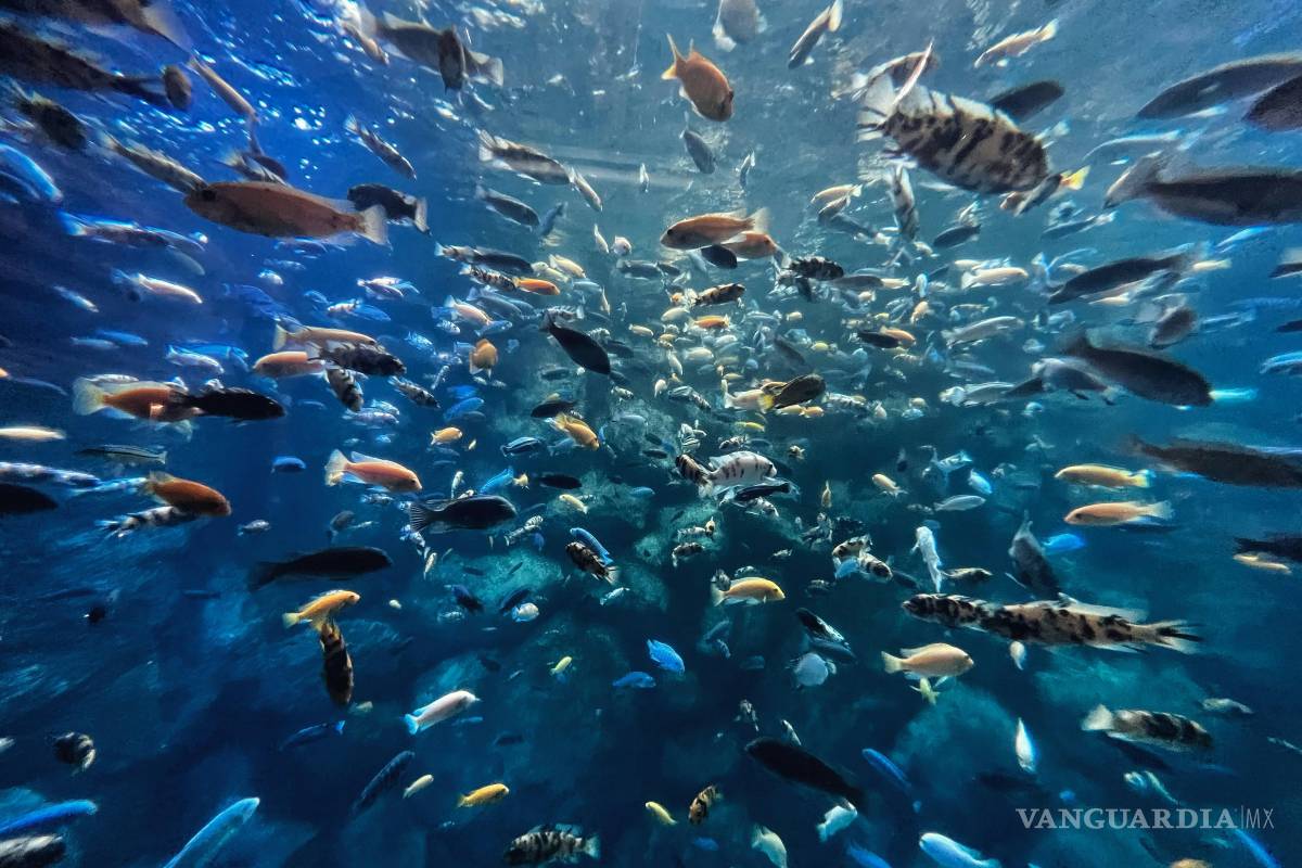 Una señal de que tu pez podría estar drogado: se arriesga más