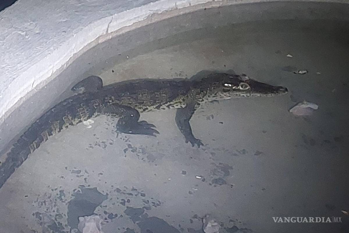 ¡Del drenaje al Ecoparque! Cocodrilo bebé conquista Monclova y busca nombre