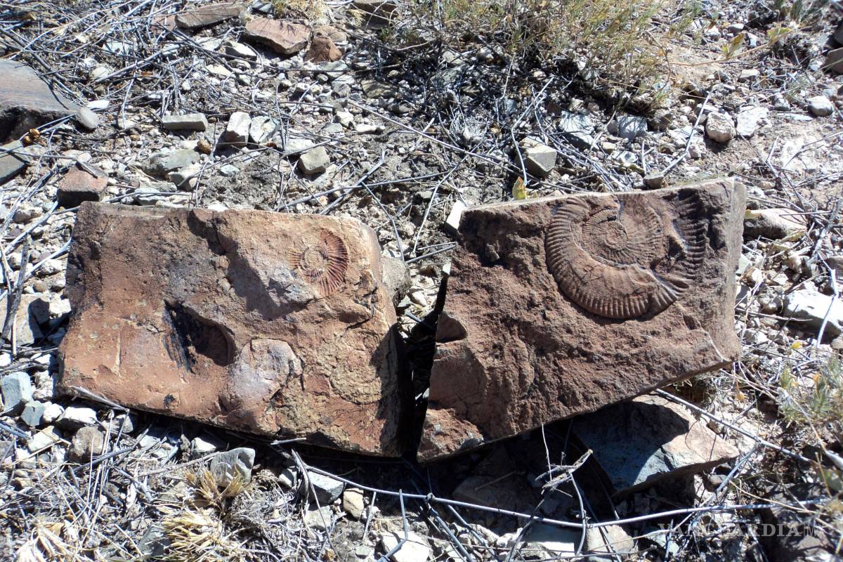 Descubren fósil de dinosaurio de 70 millones de años en desierto de Chihuahua