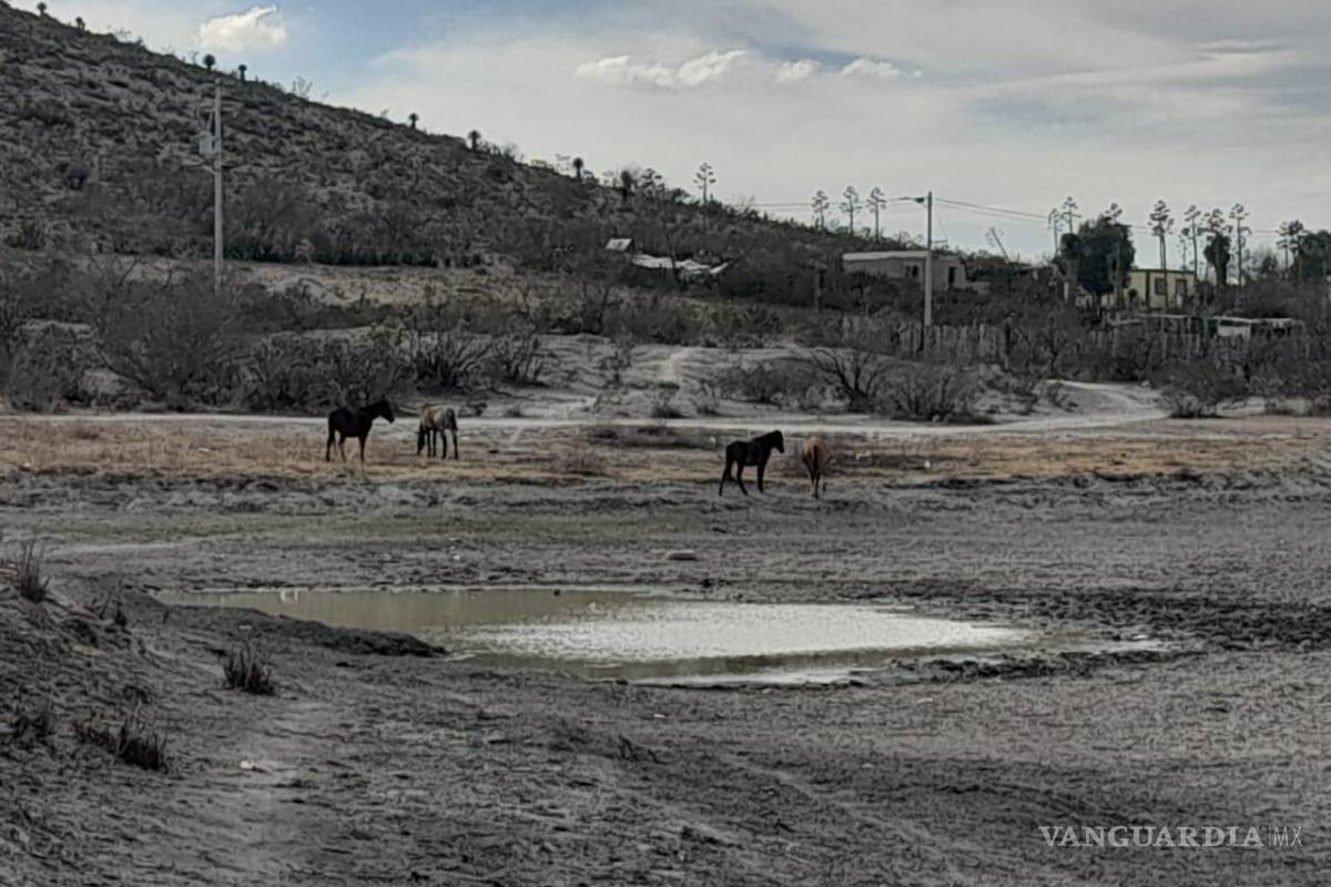 Se secan presas y estanques de abrevadero en ejidos de Saltillo