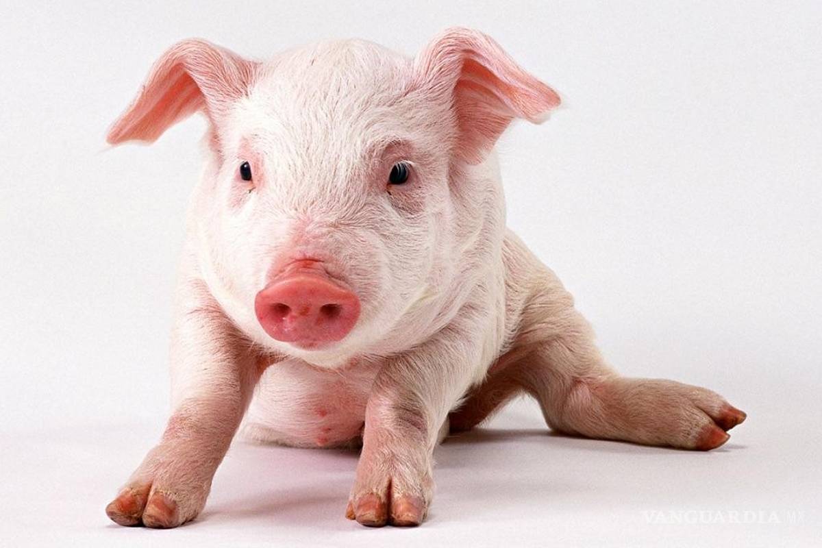 Cerebro de cerdo… ¿cura para la esquizofrenia?
