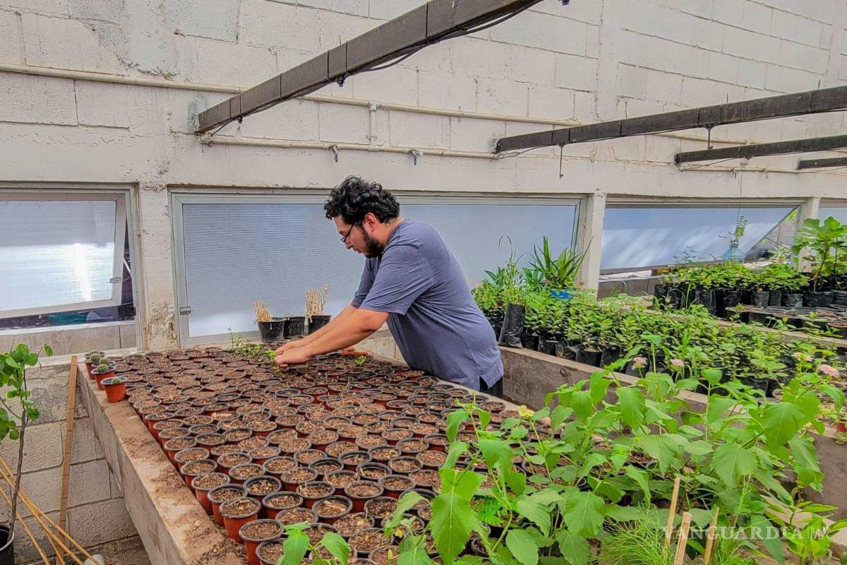 Vivero Municipal de Torreón inicia etapa de reproducción de especies para reforestación