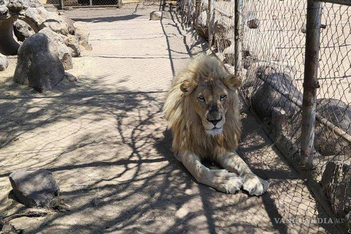 Aseguran ‘zoológico’ ilegal en Jalisco; tenían tigres, leones y muchos más animales