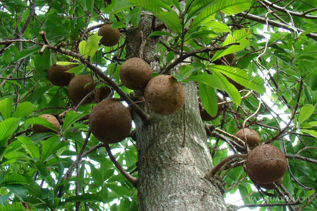 Semilla de Brasil que hace bajar de peso ¡Puede ser mortal!