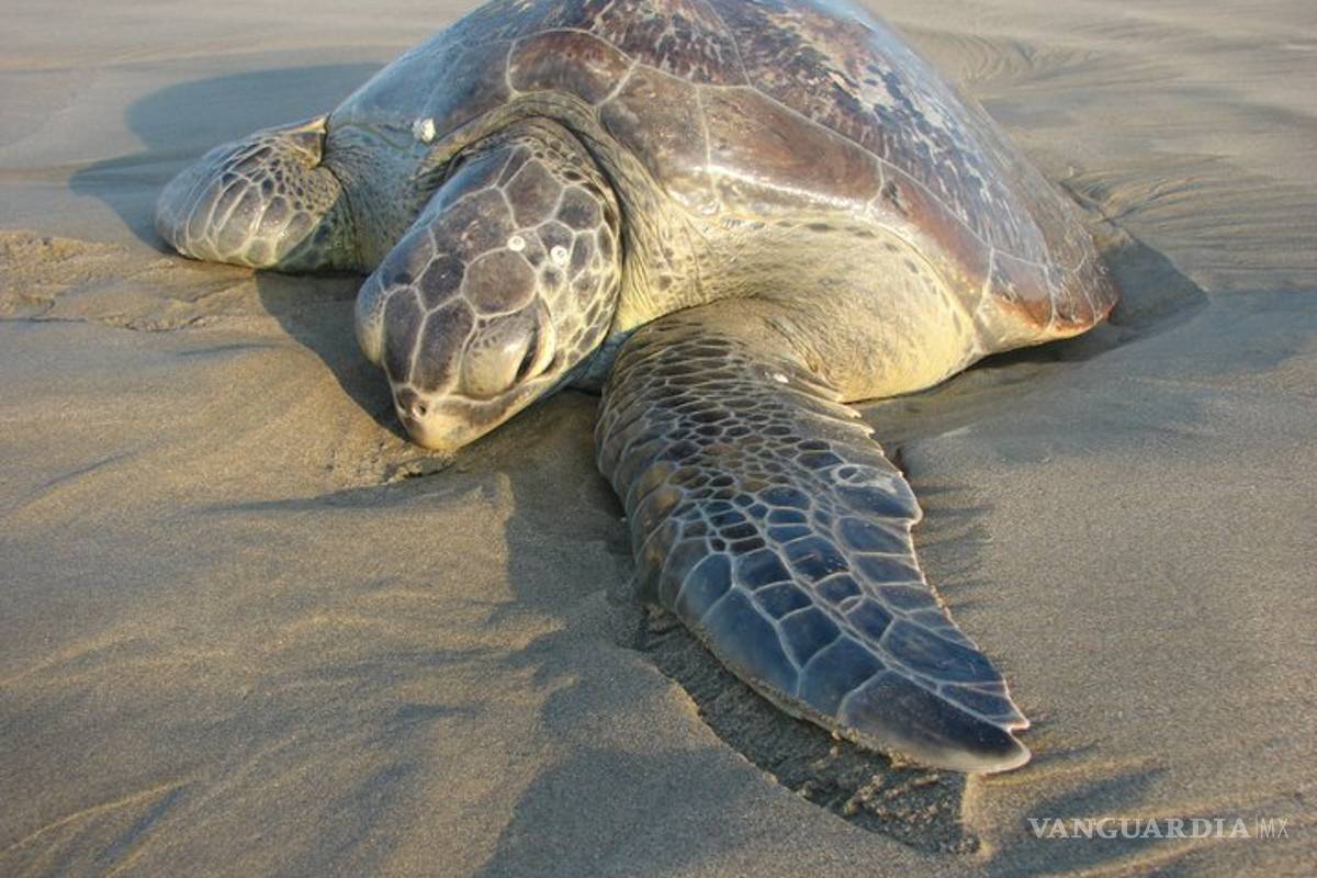 Mueren 35 tortugas en Baja California Sur