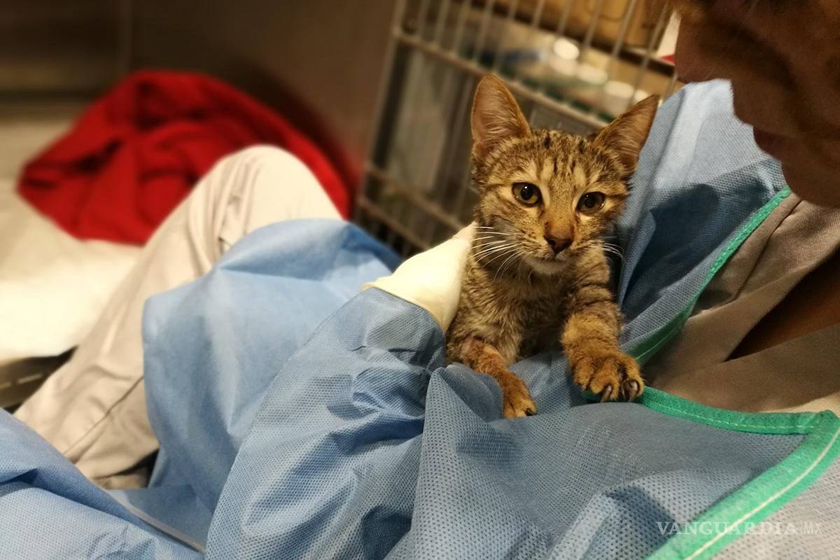 Sobreviven 34 gatitos tras incendio de Mercado Sonora en CDMX; uno más muere: Sedema
