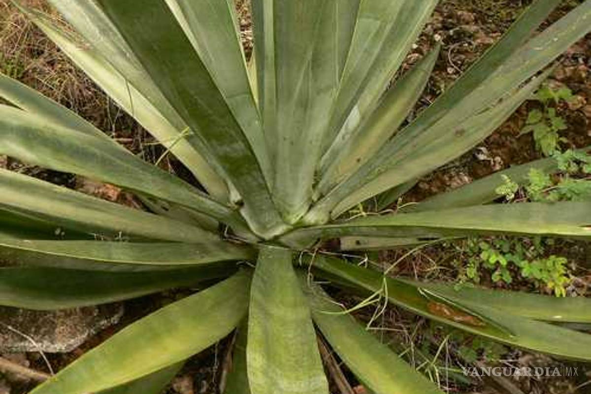 Descubren henequén verde en Yucatán, se creía extinto