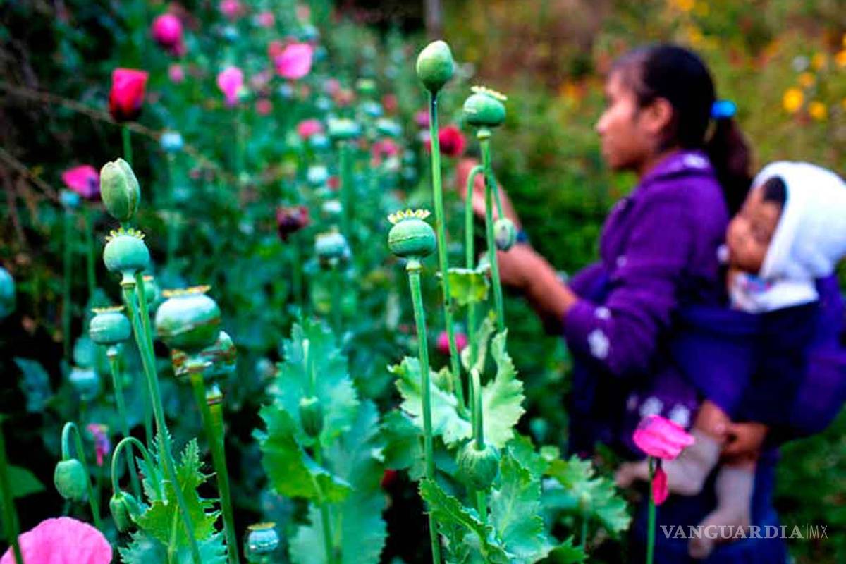 Campesinos impedirán destrucción de amapola, &quot;defenderemos nuestro trabajo&quot;