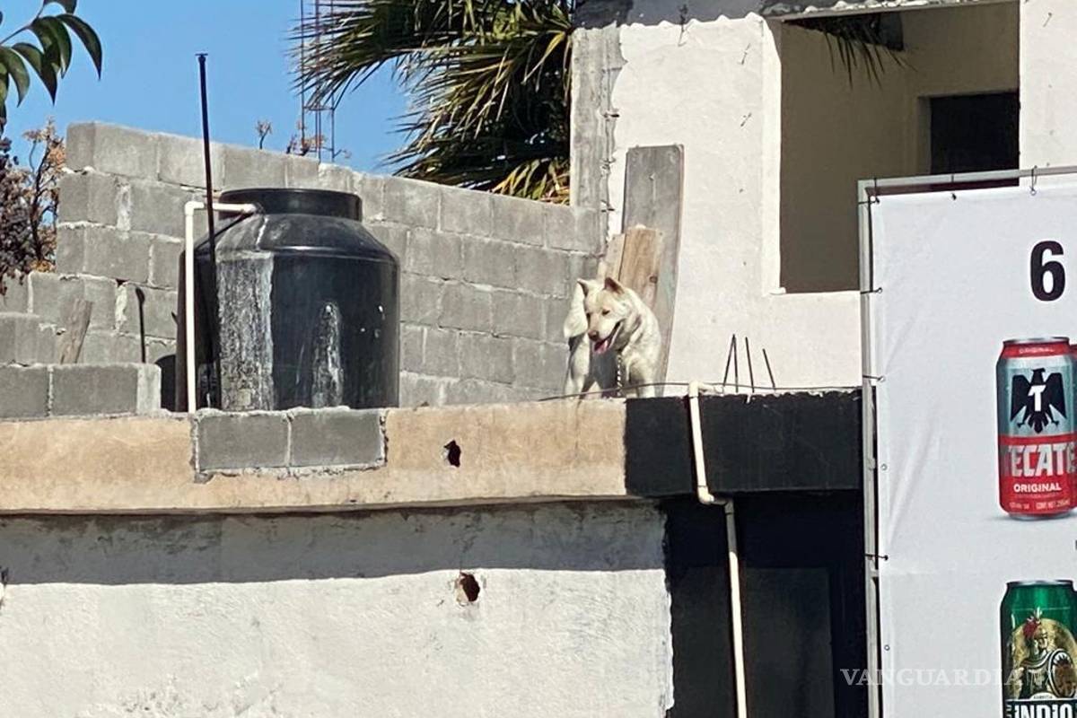 Rescatan a perrita de fallecer en negocio de Saltillo; intentó saltar del techo
