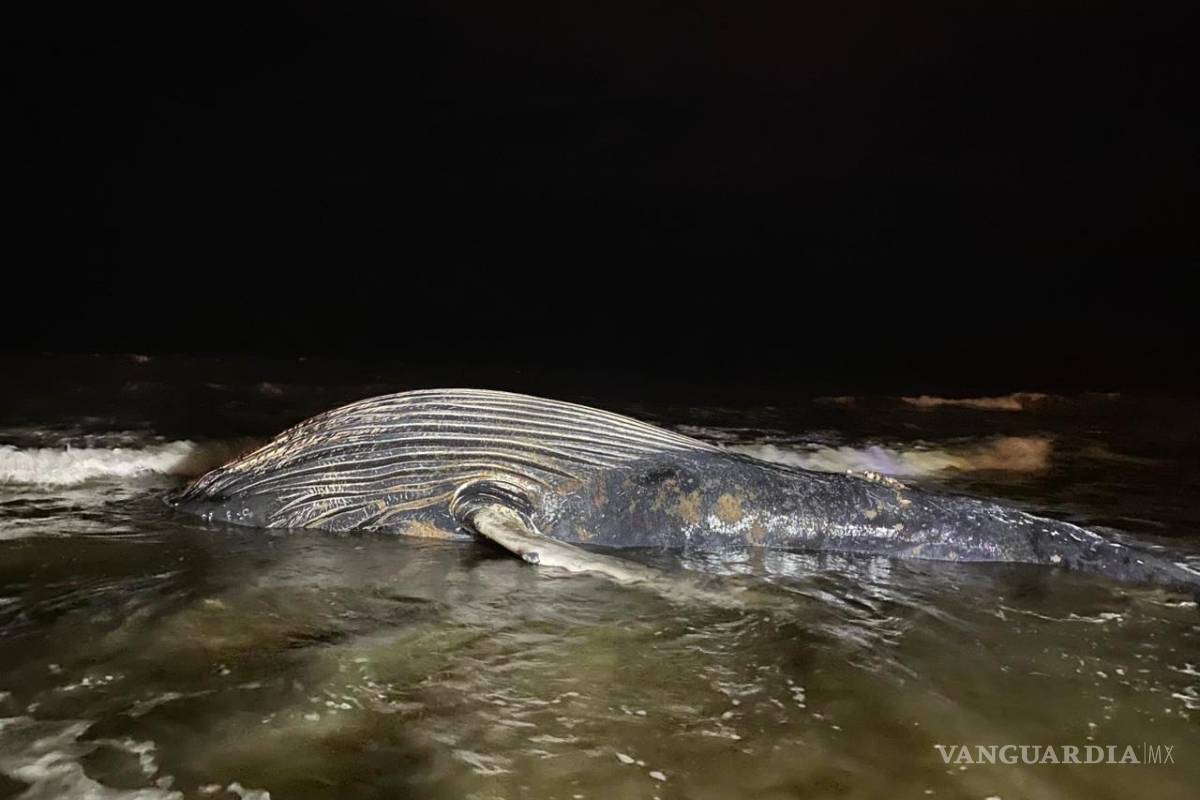 Hallan ballena de 8 metros muerta en playa de Mazatlán